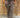 Broek travel panter Rooske