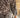 B-8022 print donkerbruin goud