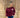 Sweater new york teddy letters Iris